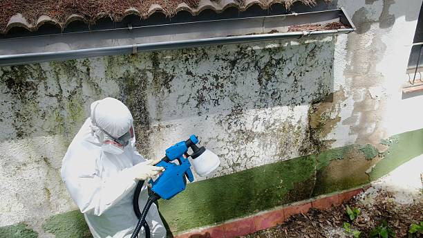 Top rated local Mold Remediation specialists in Wayland, MI